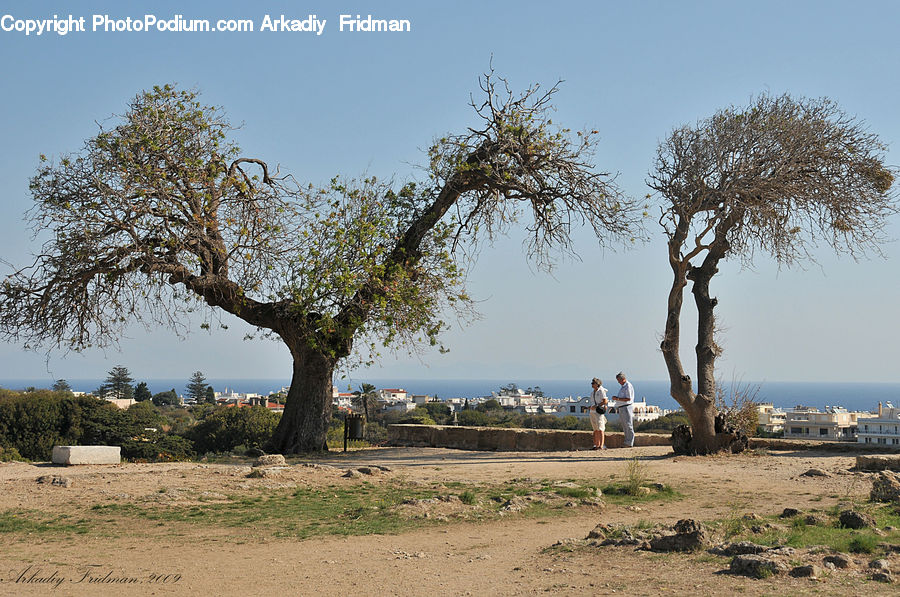 Plant, Tree, Vegetation, Grassland, Outdoors, Savanna, Desert