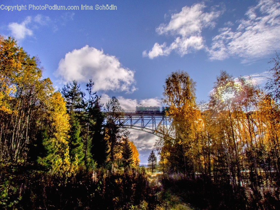 Tree, Plant, Abies, Fir, Conifer