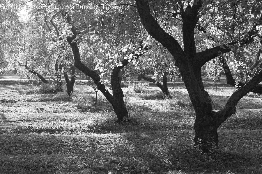 Plant, Tree, Tree Trunk, Ground, Animal