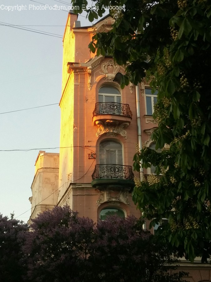 Home Decor, Plant, Window, Architecture, Building