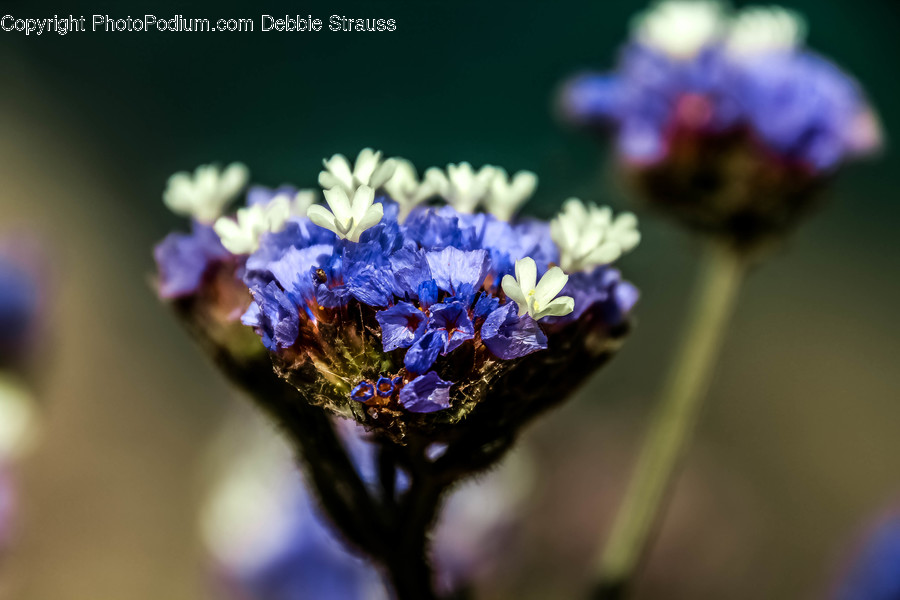 Plant, Pollen, Insect, Invertebrate, Apidae