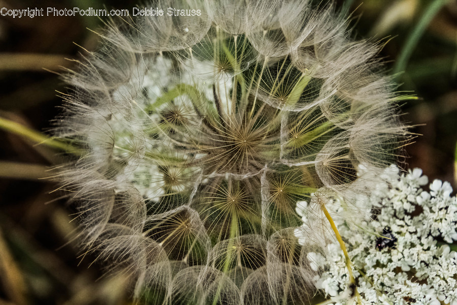 Plant, Blossom, Flower, Dandelion