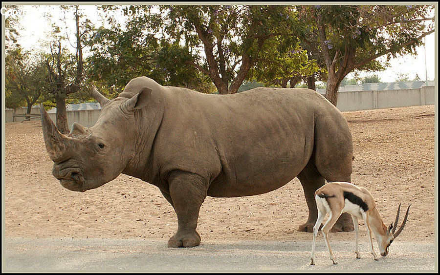 Animal, Mammal, Rhino, Gazelle, Impala, Wildlife