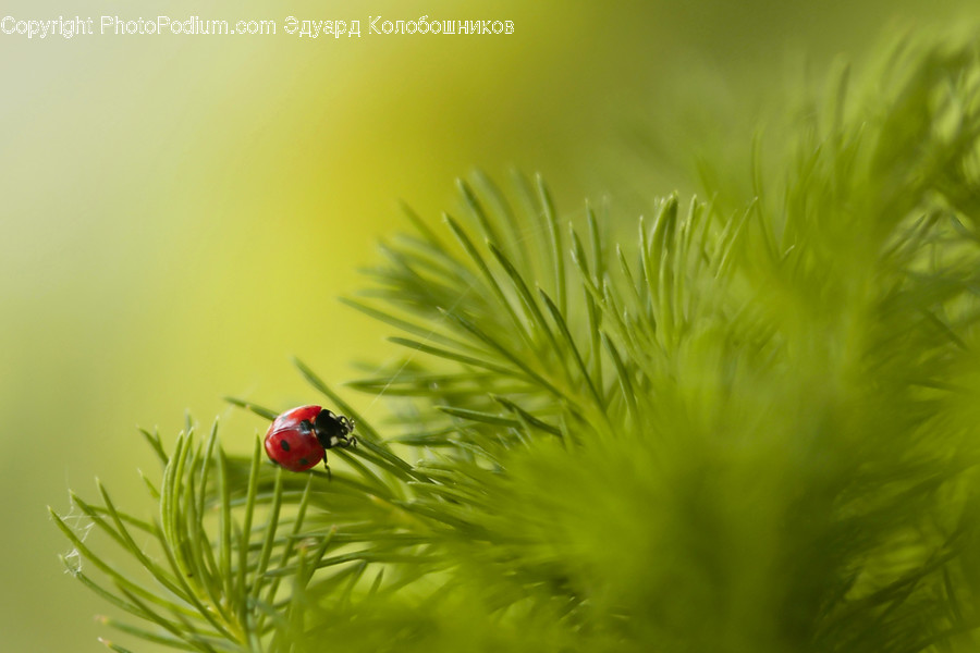 Plant, Tree, Fir, Abies, Conifer