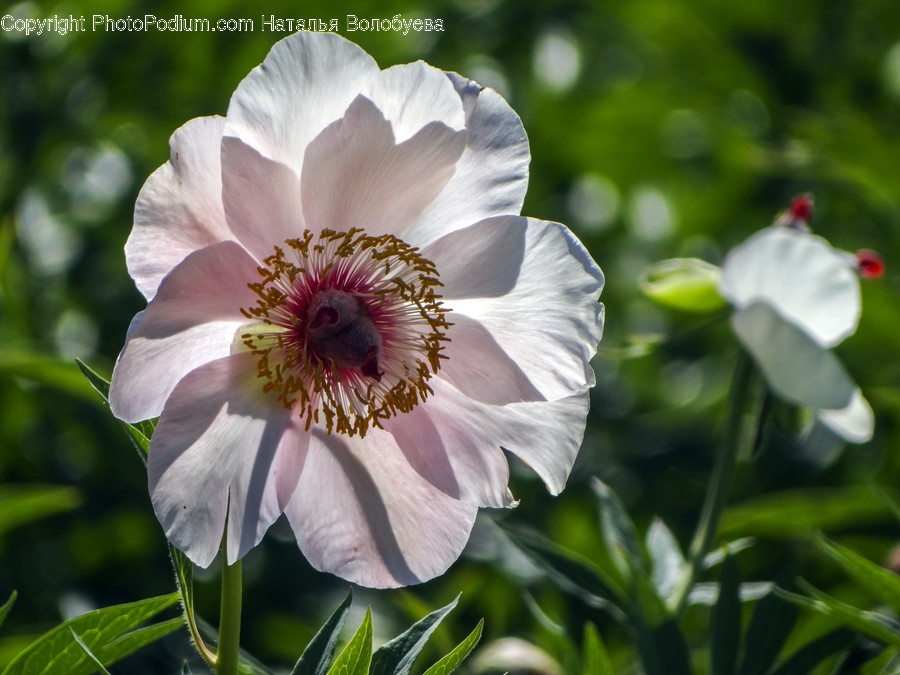 Pollen, Plant, Flower, Blossom, Invertebrate