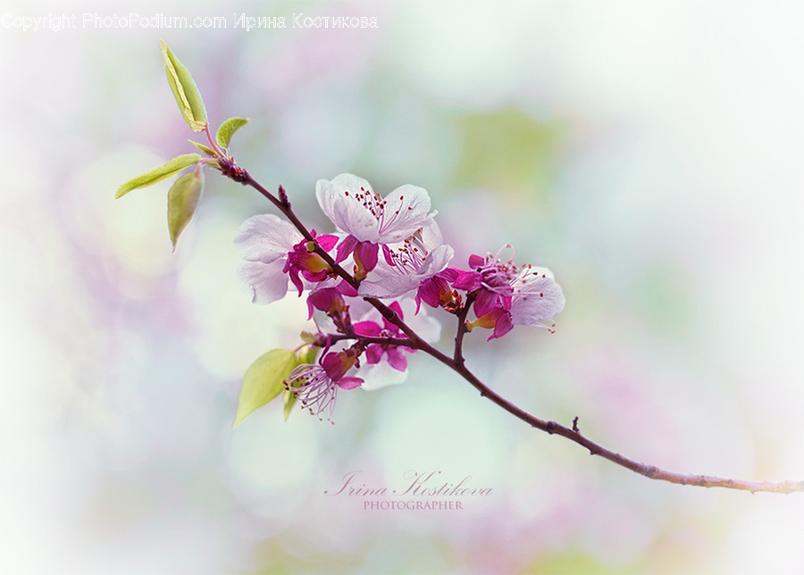 Plant, Blossom, Flower, Cherry Blossom, Spring