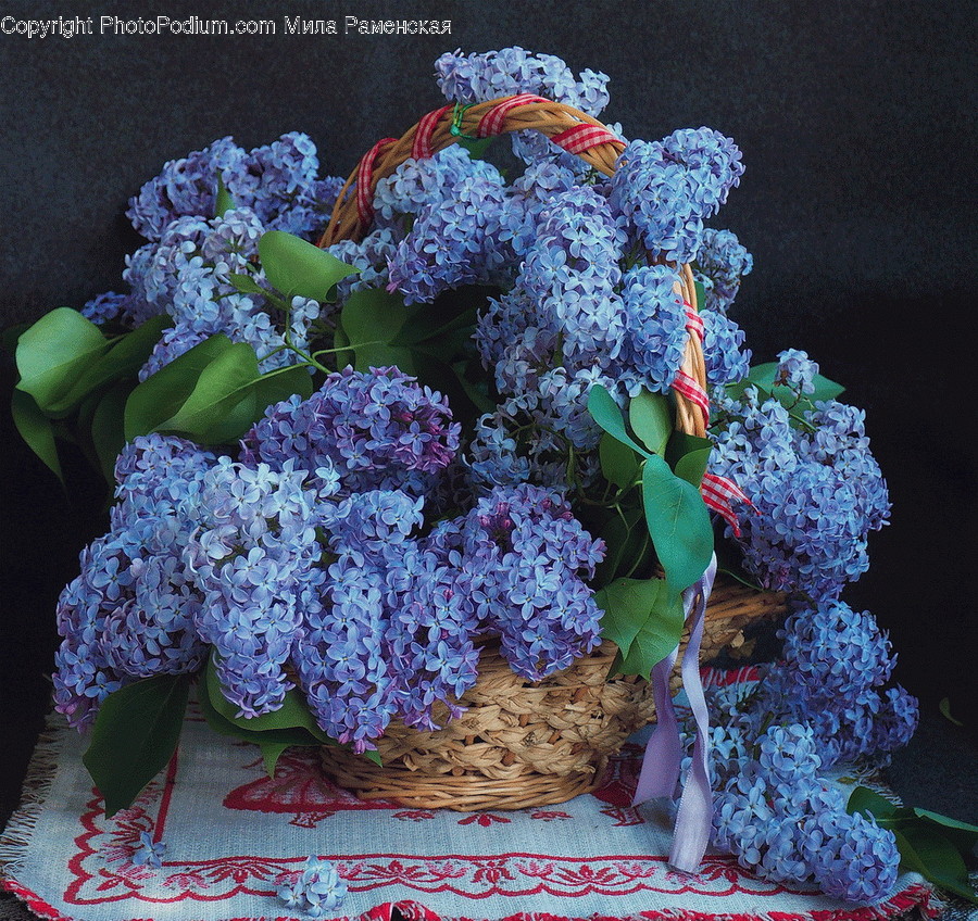 Plant, Blossom, Flower, Flower Bouquet, Flower Arrangement