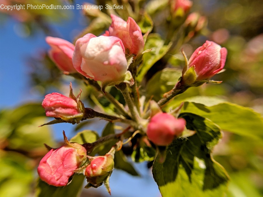 Plant, Sprout, Blossom, Flower, Bud