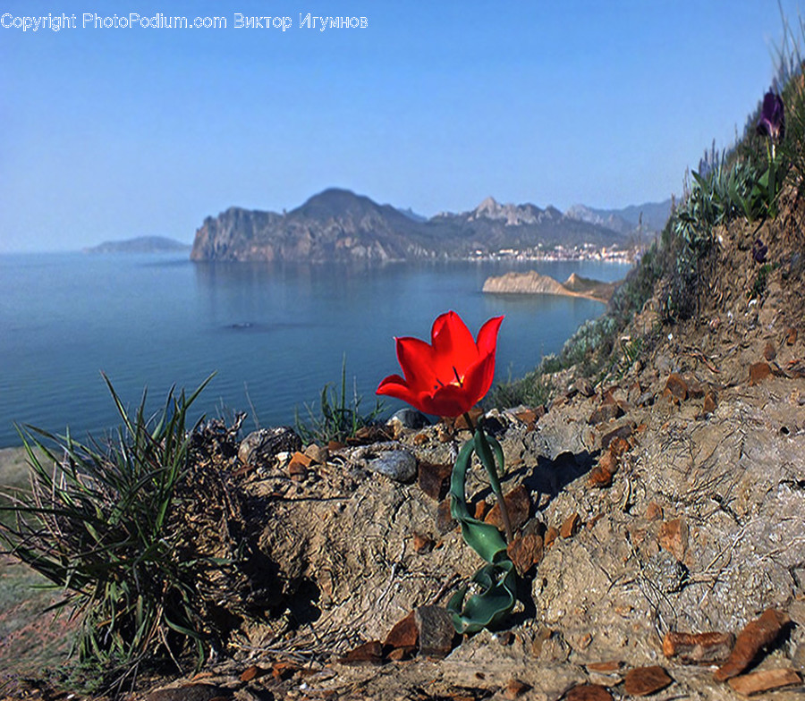 Leaf, Plant, Promontory, Ground, Nature