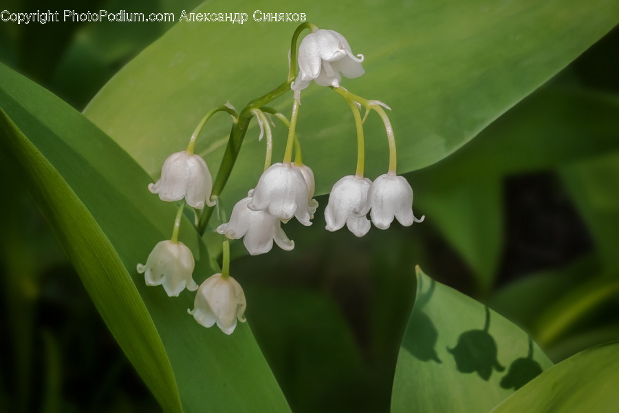 Plant, Amaryllidaceae, Blossom, Flower, Pollen