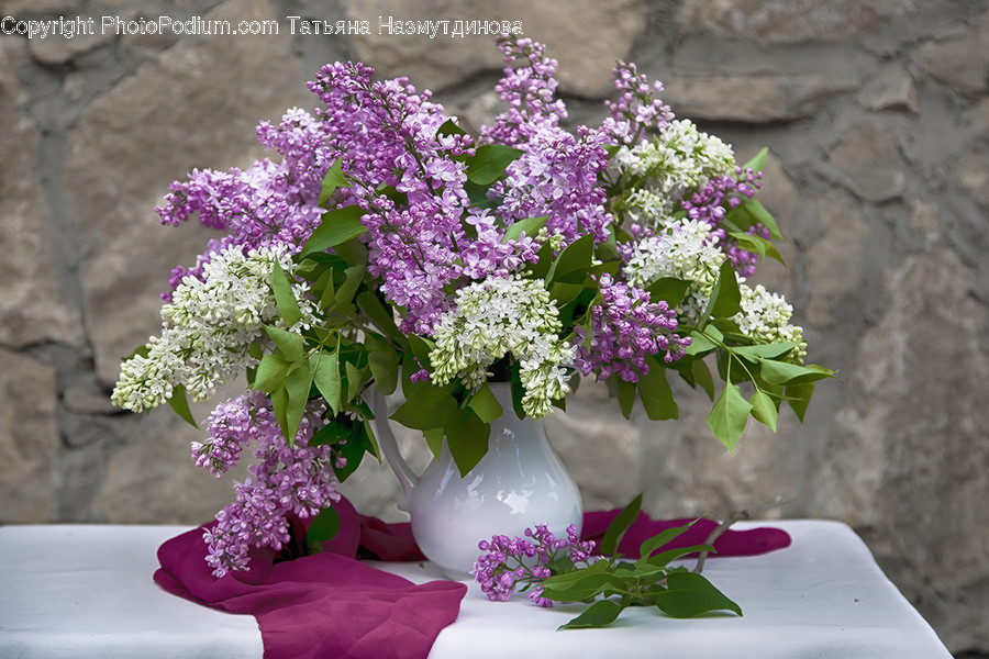 Plant, Blossom, Flower, Lilac, Flower Arrangement