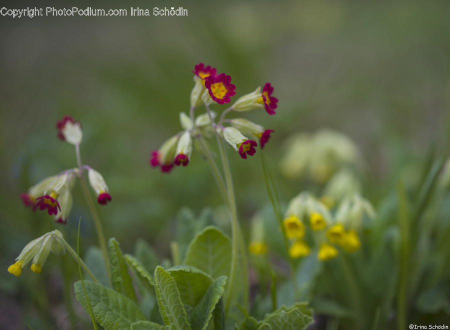 Blossom, Geranium, Flower, Plant, Petal
