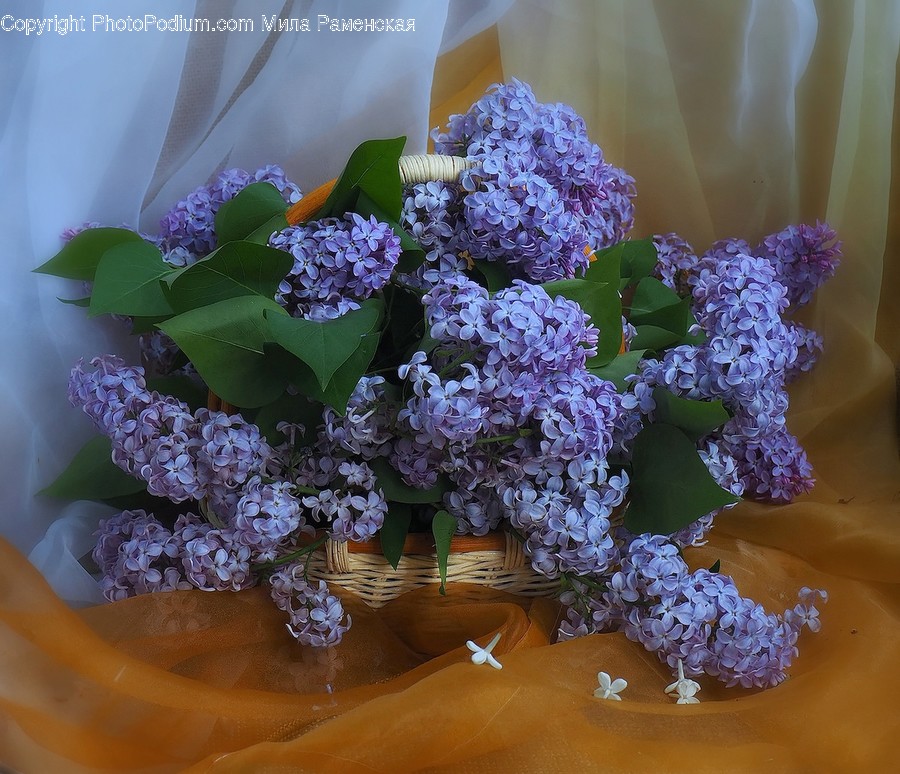 Plant, Blossom, Flower, Flower Bouquet, Flower Arrangement