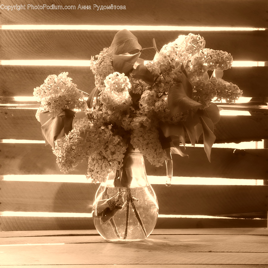 Plant, Flower Arrangement, Flower Bouquet, Flower, Blossom