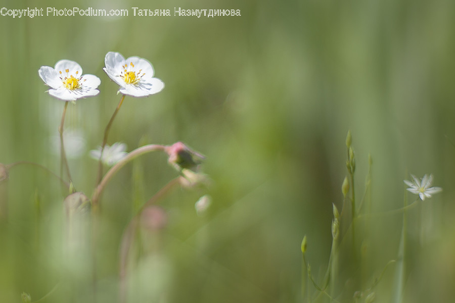 Plant, Flower, Anemone, Blossom, Pollen