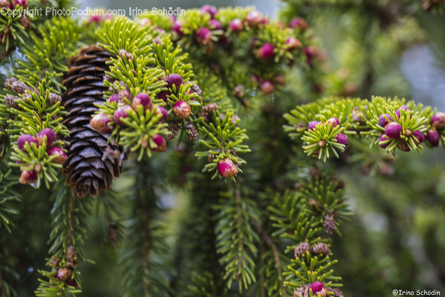 Plant, Tree, Conifer, Pine, Larch