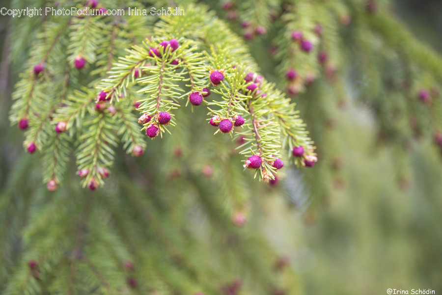 Tree, Plant, Conifer, Abies, Fir