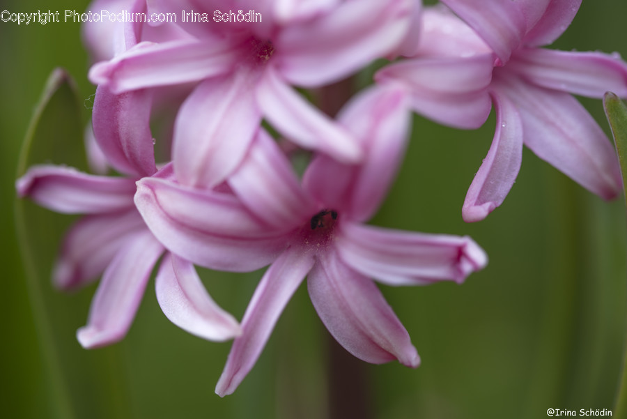 Plant, Geranium, Flower, Blossom, Petal