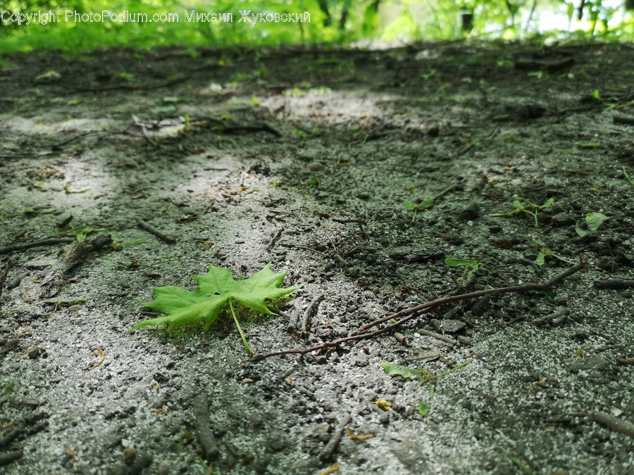 Ground, Plant, Leaf, Animal, Invertebrate