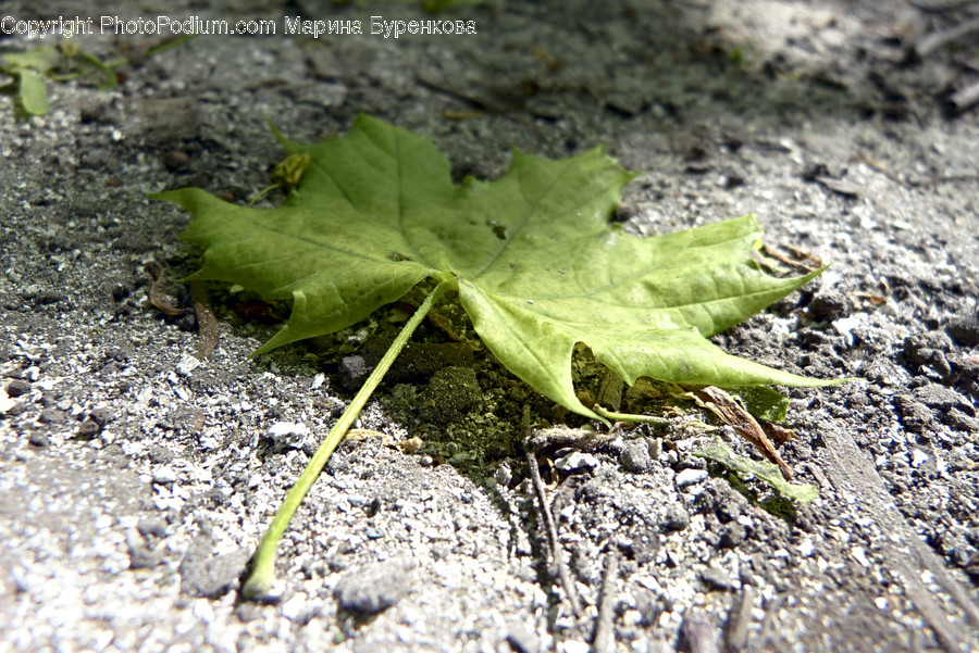 Plant, Leaf, Maple Leaf, Reptile, Lizard