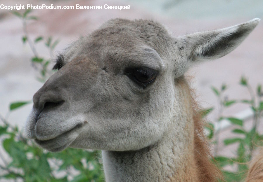 Alpaca, Animal, Llama, Mammal, Camel, Gazelle, Impala