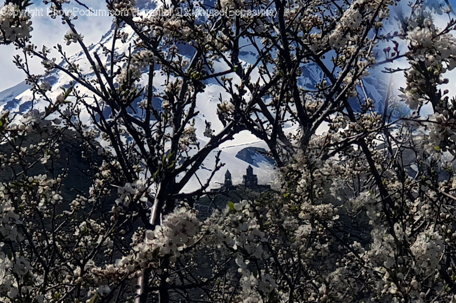 Plant, Flower, Blossom, Cherry Blossom