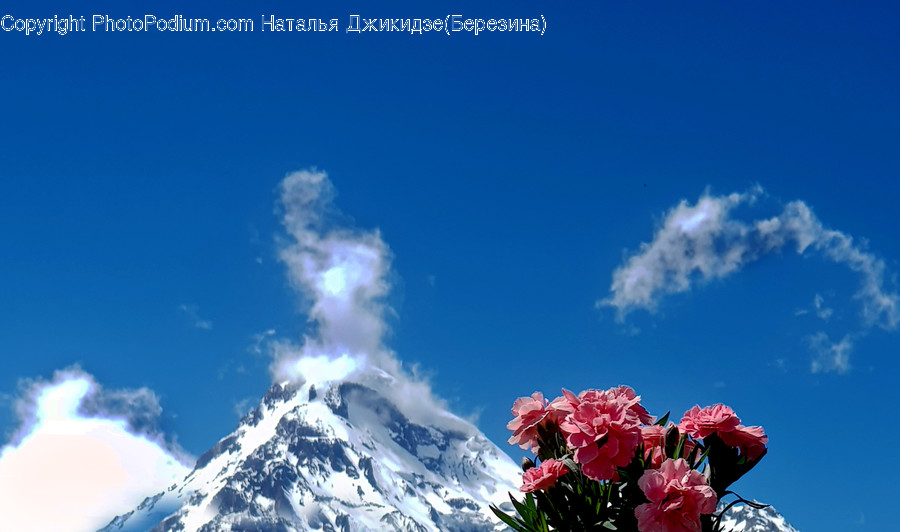 Nature, Outdoors, Mountain, Plant, Flower