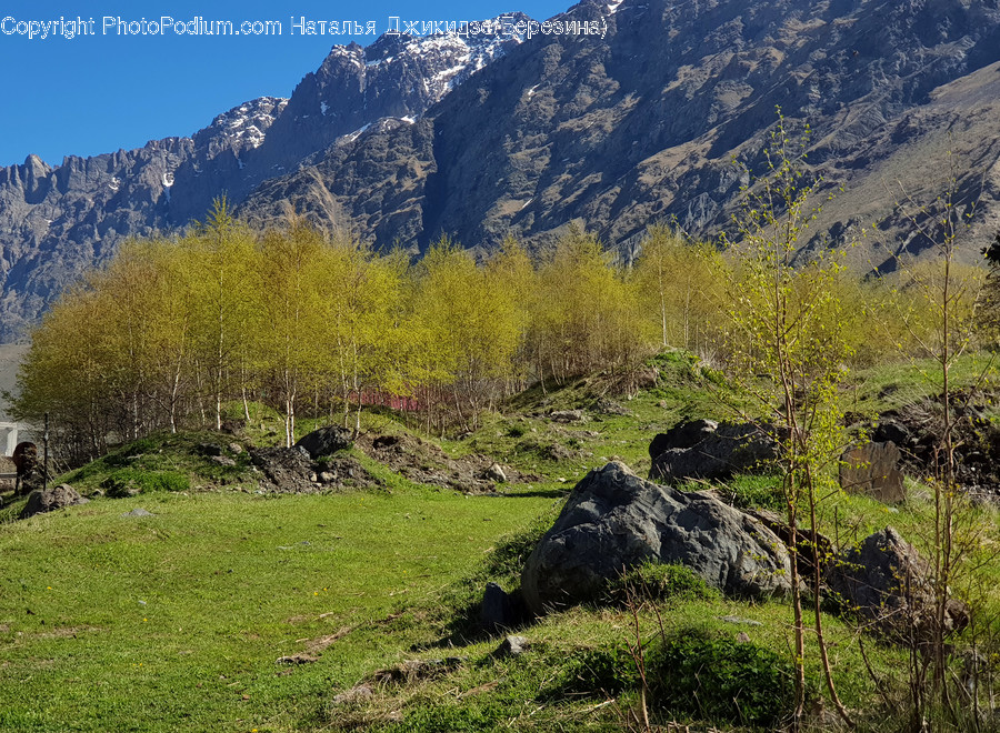 Plant, Tree, Conifer, Abies, Fir