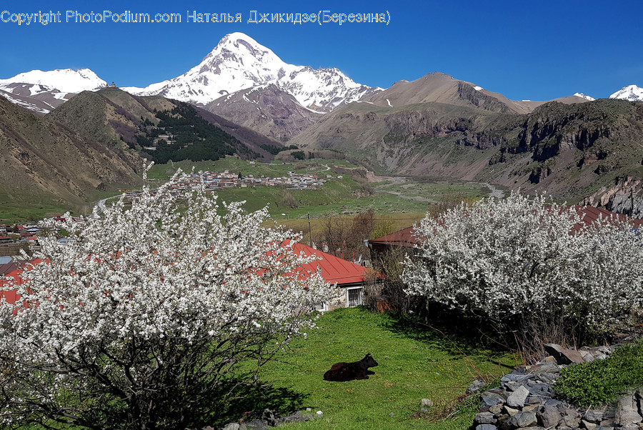 Plant, Nature, Outdoors, Blossom, Flower