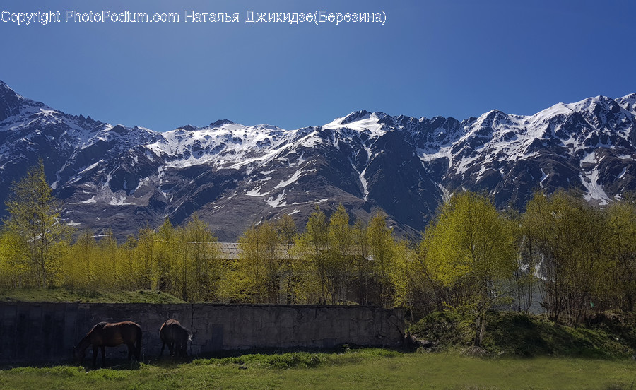 Nature, Mountain, Outdoors, Plant, Tree