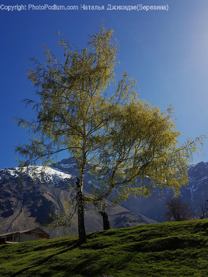 Plant, Tree, Tree Trunk, Nature, Outdoors