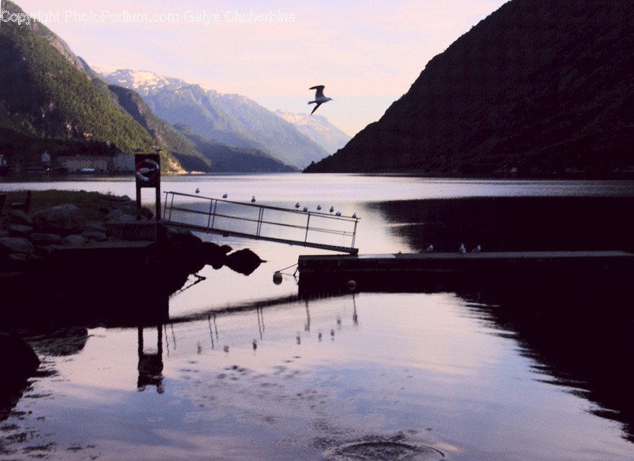 Water, Waterfront, Animal, Bird, Port