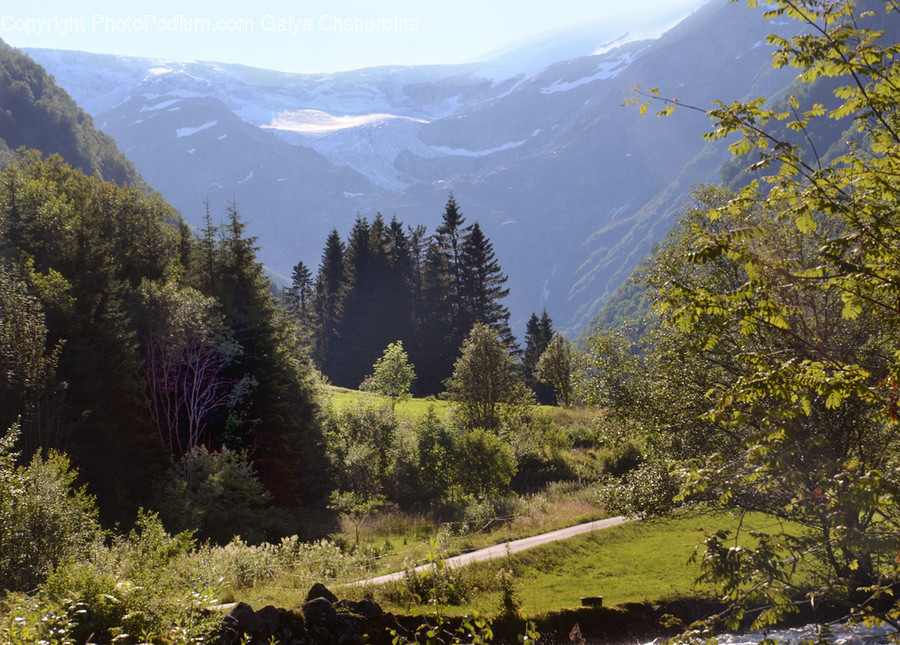 Plant, Tree, Abies, Fir, Conifer