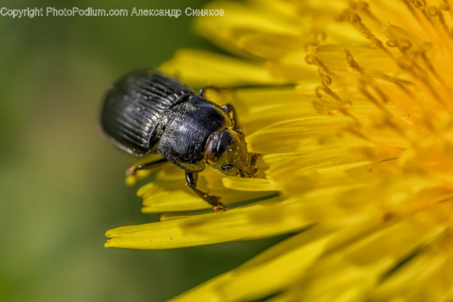 Invertebrate, Bee, Animal, Honey Bee, Insect