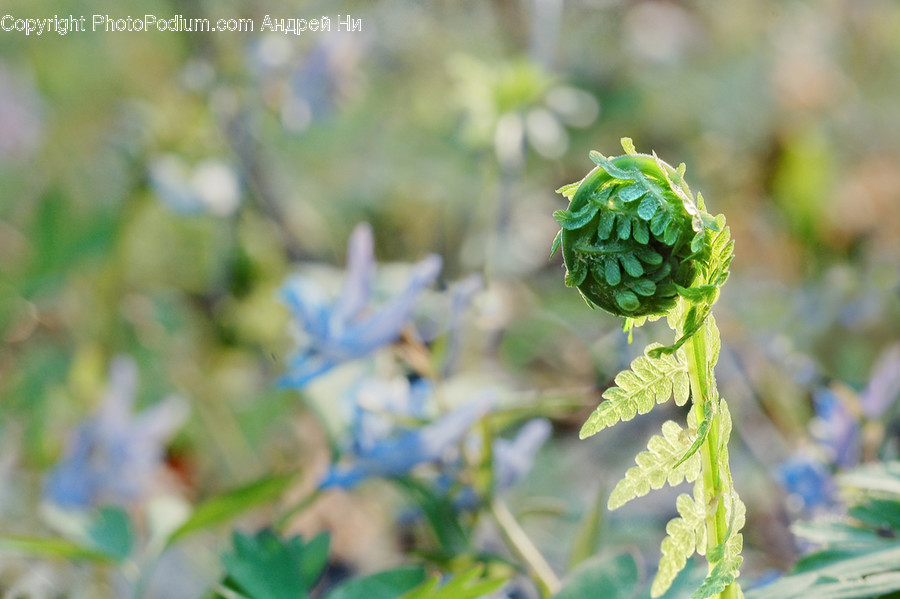 Plant, Tree, Leaf, Sprout, Flower