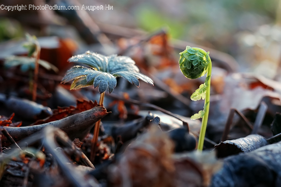 Plant, Food, Produce, Leaf, Vegetable