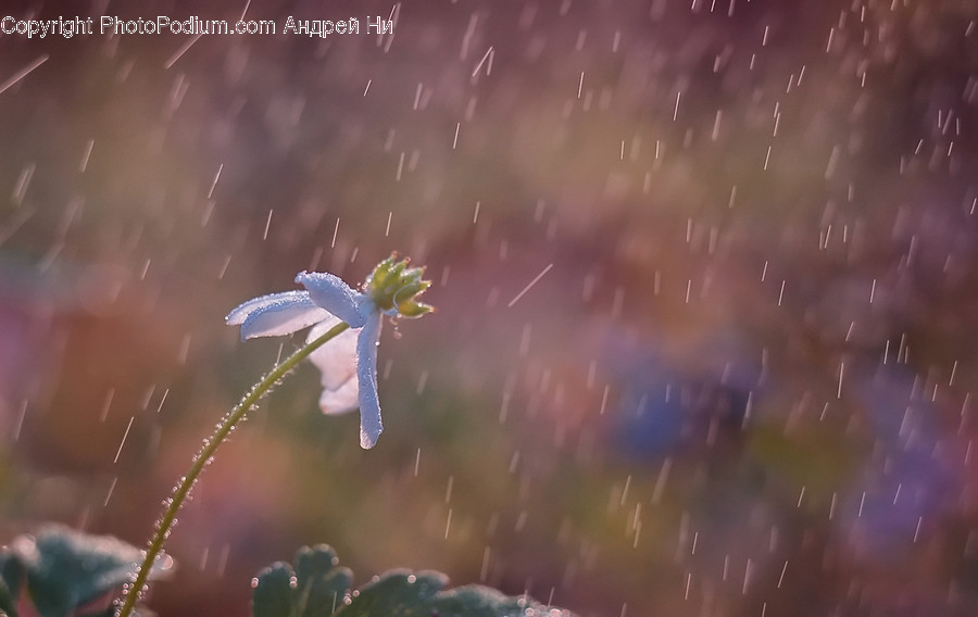 Plant, Blossom, Flower, Acanthaceae, Geranium