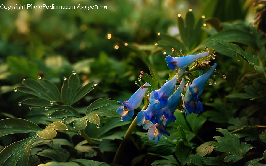 Plant, Blossom, Flower, Iris, Acanthaceae