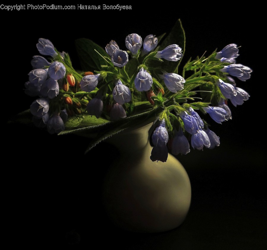 Plant, Blossom, Flower, Iris, Acanthaceae