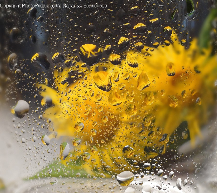 Droplet, Plant, Bubble, Citrus Fruit, Food