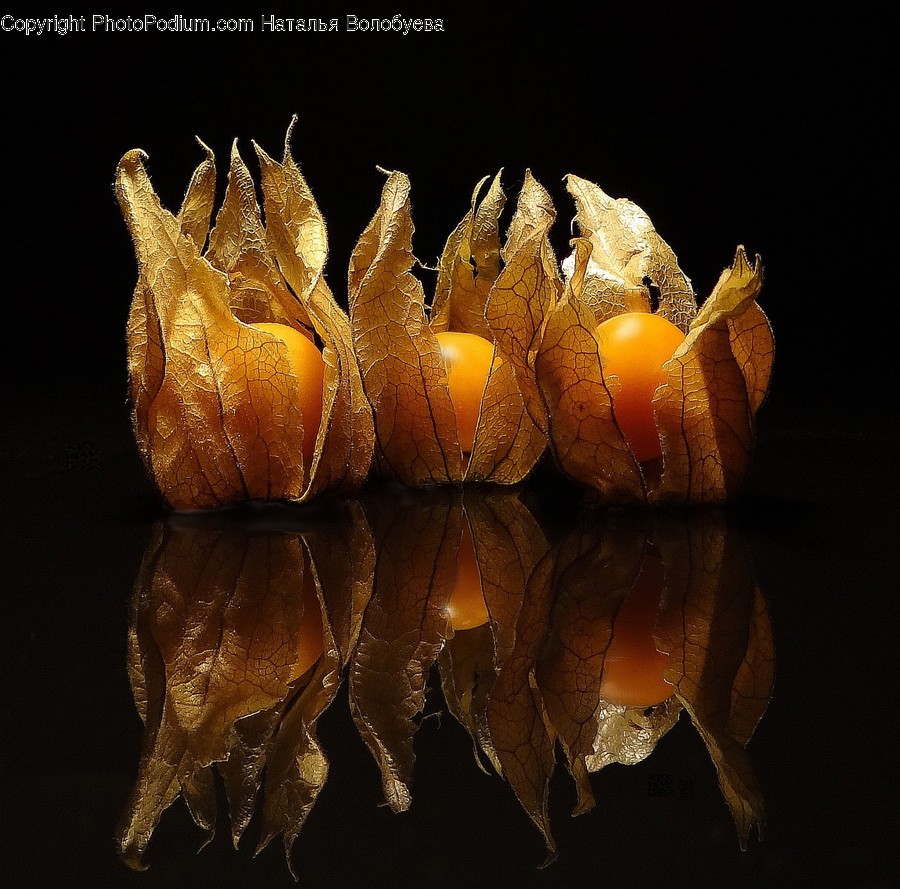 Fungus, Plant, Confectionery, Sweets, Food