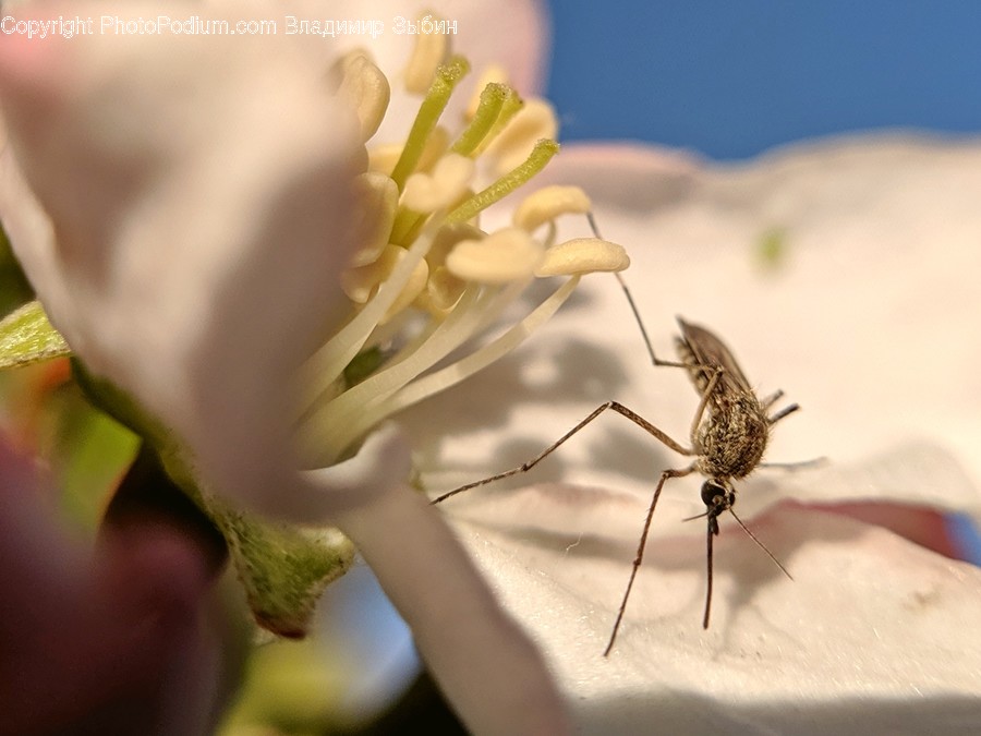 Invertebrate, Animal, Person, Human, Insect
