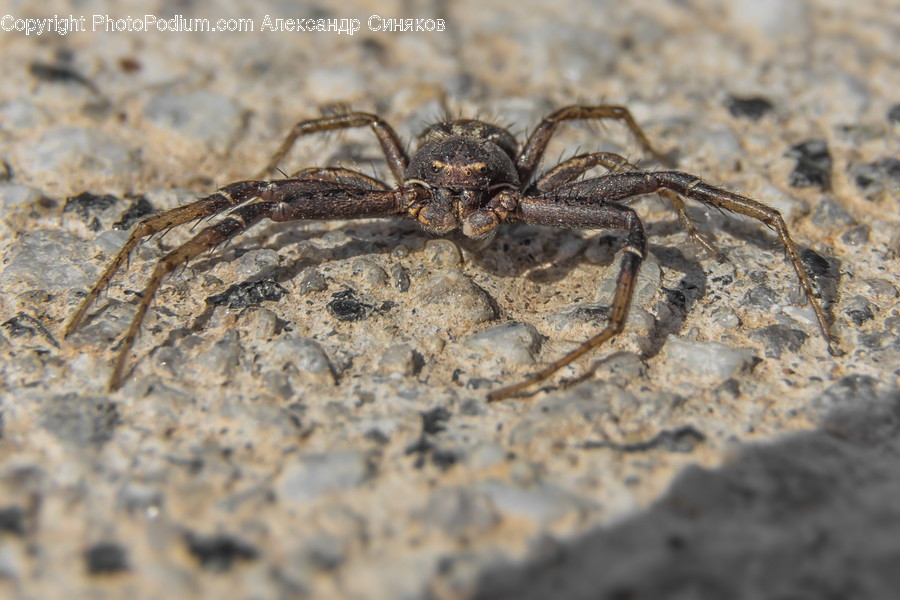 Animal, Invertebrate, Spider, Arachnid, Insect