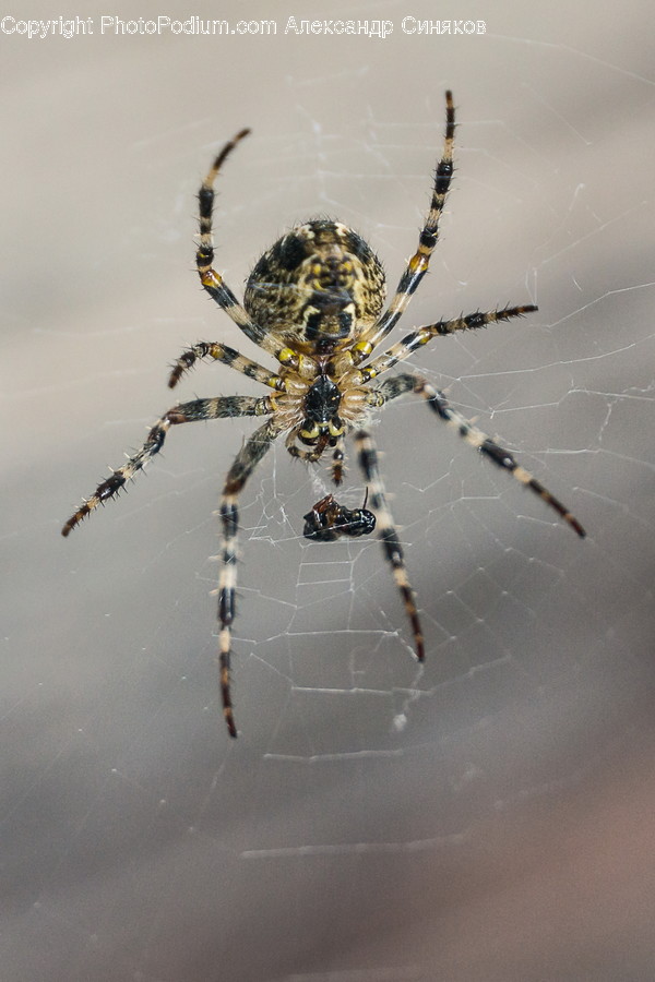 Invertebrate, Animal, Spider, Arachnid, Insect