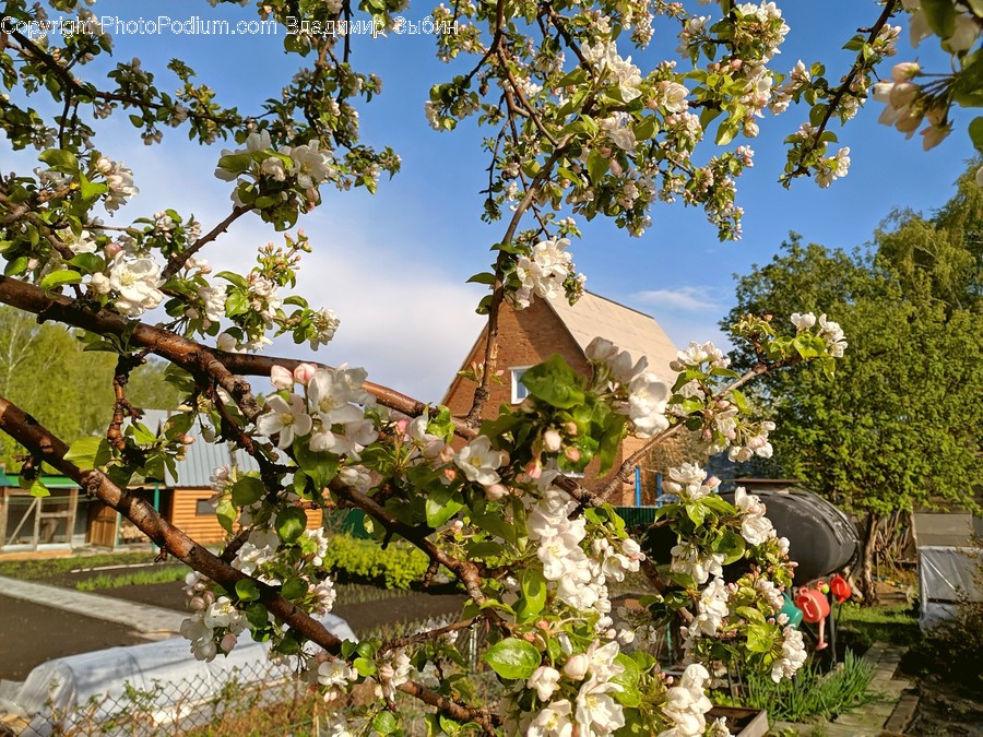 Outdoors, Arbour, Garden, Plant, Blossom