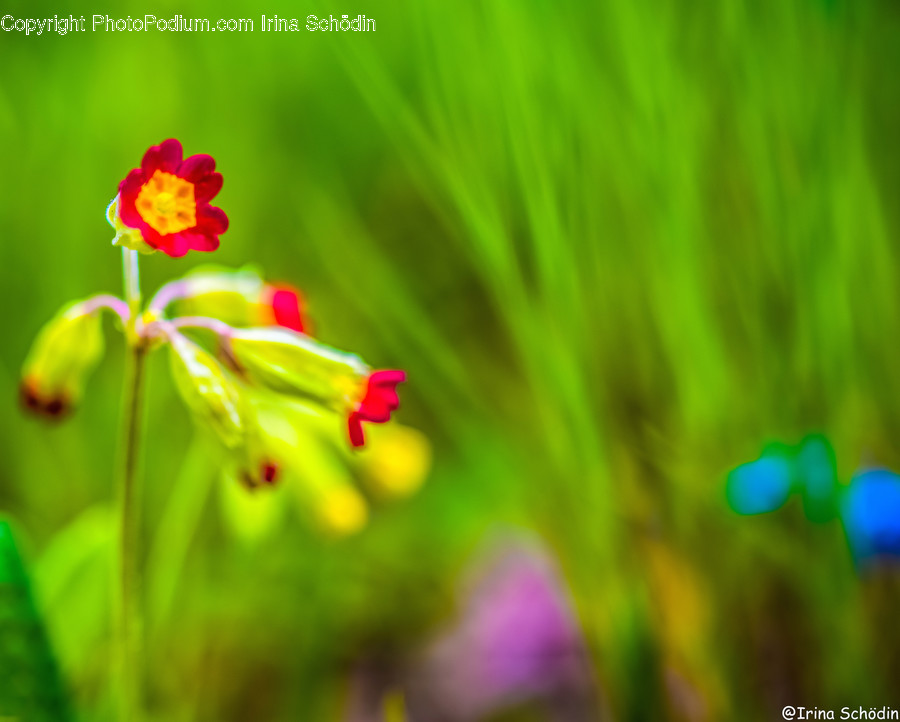 Plant, Geranium, Flower, Blossom, Pollen