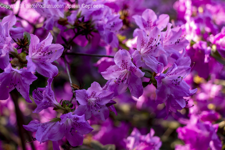 Plant, Flower, Blossom, Geranium, Pollen