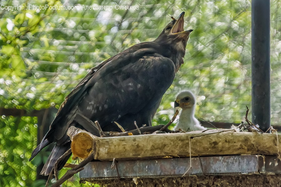Bird, Animal, Vulture, Hawk, Buzzard