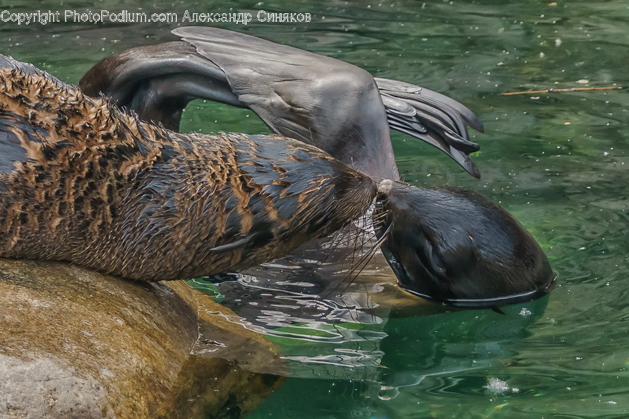 Animal, Bird, Mammal, Wildlife, Otter