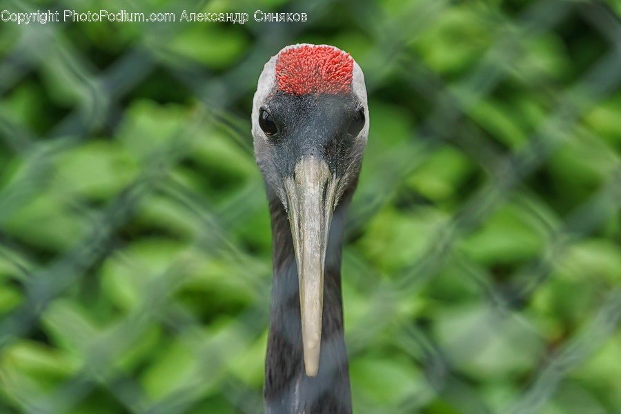 Animal, Bird, Crane Bird